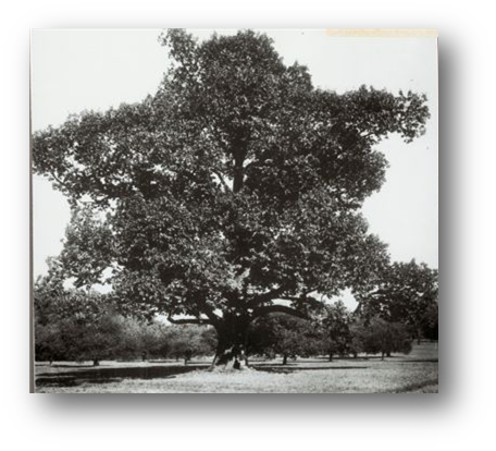 Chestnut tree in Howard Co, MD  Courtesy of National Archives 